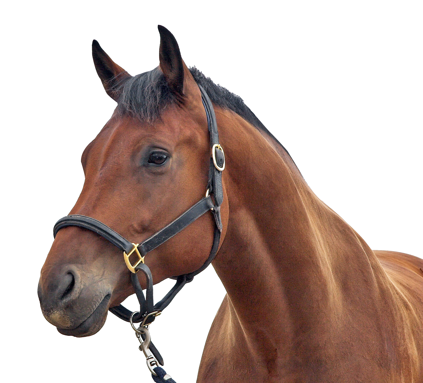 Beautiful horse reaching out